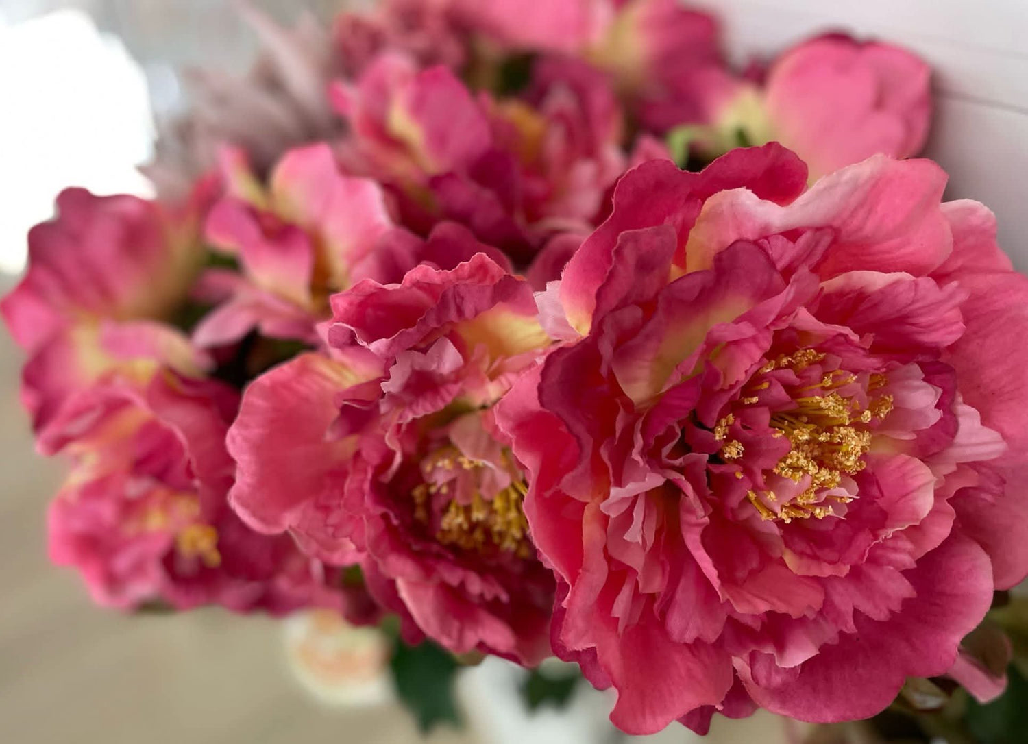 Fiori e Piante